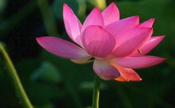 Miệng thoảng hương sen